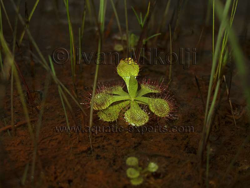 DROSERA SP